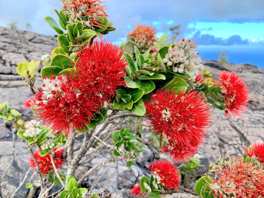 ハワイの固有種を学んで植物たちを守ろう Malama Hawaii マラマハワイ ハワイ州レスポンシブルツーリズム情報サイト