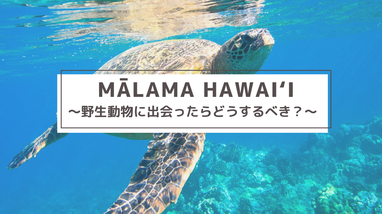 自然環境 Malama Hawaii マラマハワイ ハワイ州レスポンシブルツーリズム情報サイト